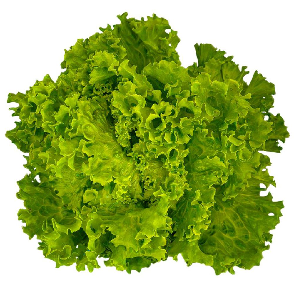 Lechuga Italiana Aerop&oacute;nica Mr. Lucky 1 pza image number 2